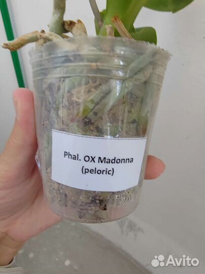 Орхидея фаленопсис Мадонна