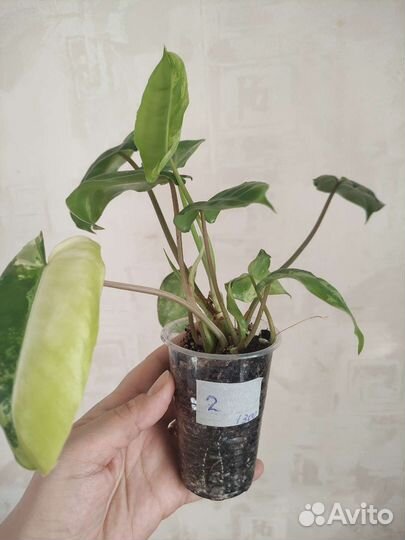 Филодендрон бурле макс вариегатный