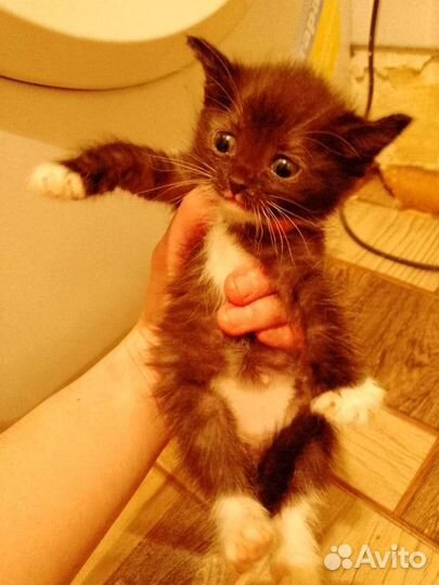 Котята-медвежата
