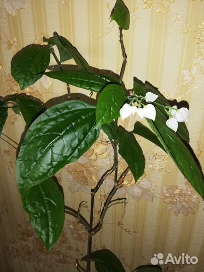 Клеродендрум Томсона