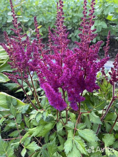 Астильба саженцы