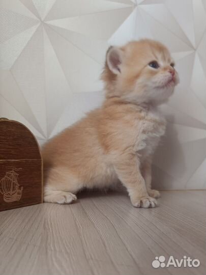 Золотые пушистики