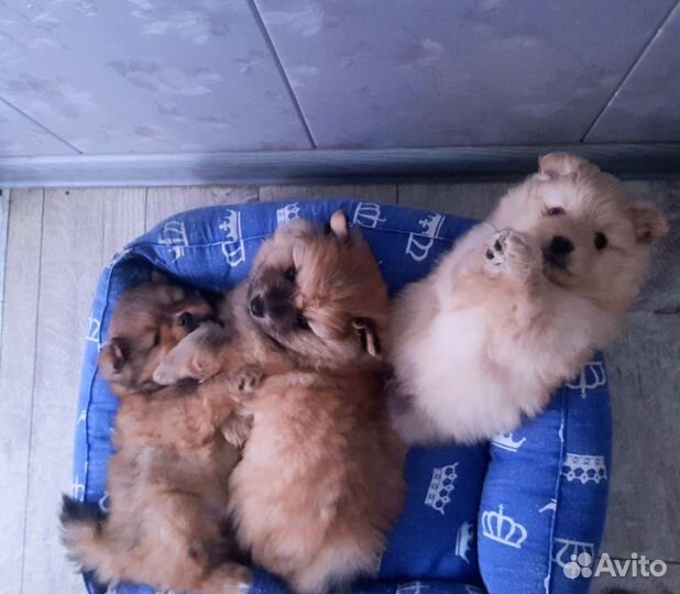 Померанский шпиц