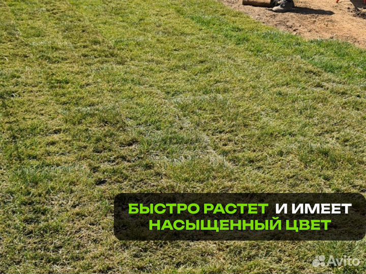 Рулонный газон Элитный. От производителя