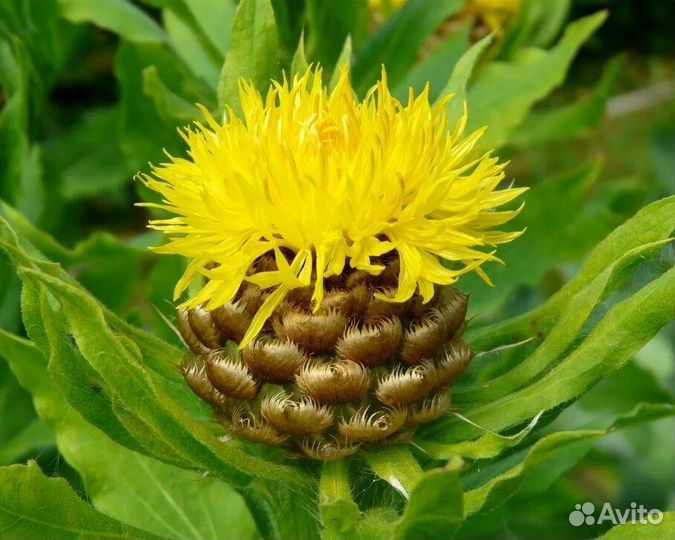 Василек крупноголовый желтый, многолетки