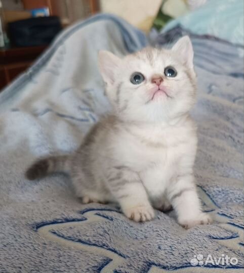 Британские котята