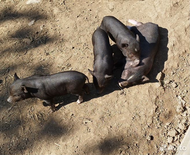 Вьетнамские вислобрюхие поросята