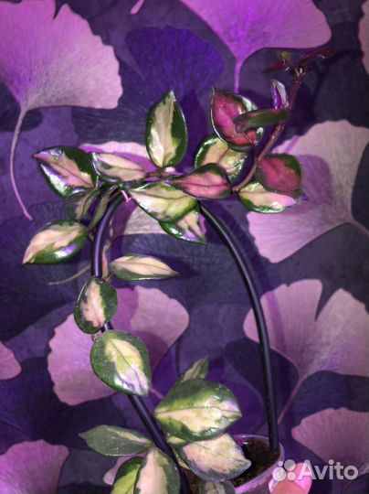 Хойи укорененные и на срез, большой выбор