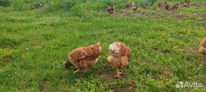 Куры молодки несушки
