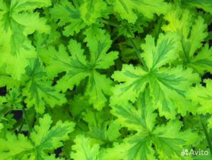 Герань душистая, 12 сортов