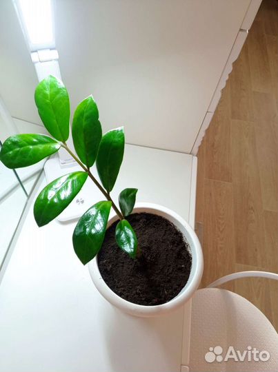 Долларовое дерево