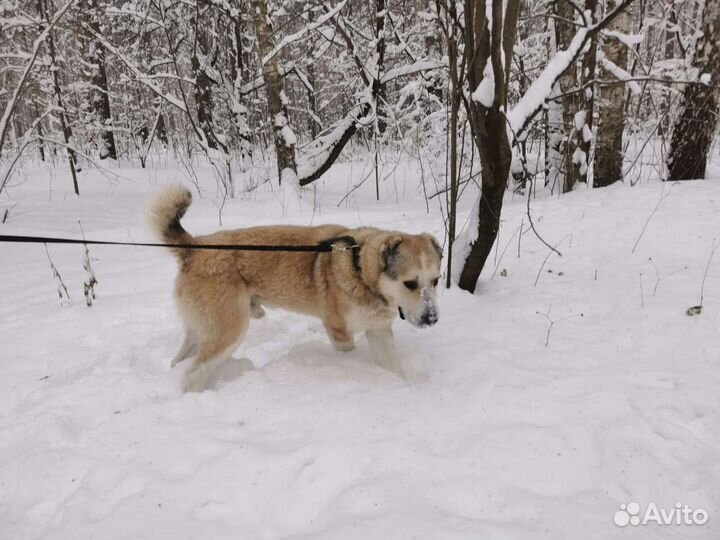 Алабаю тесно в приюте