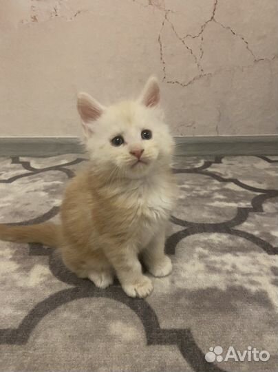 Котята мейн-кун