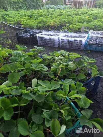 Саженцы ремонтантной клубники Альбион