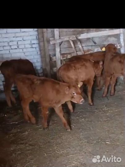Бычки и телята