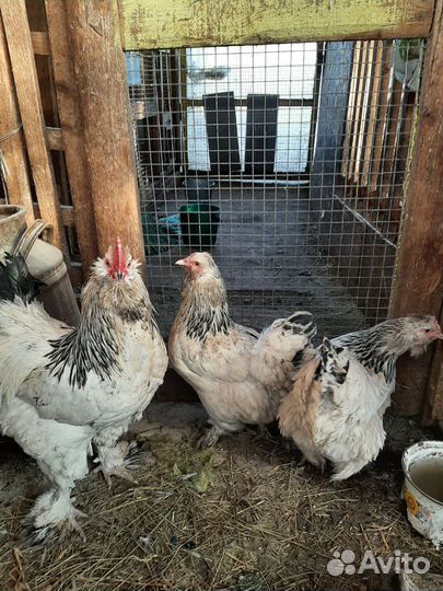 Куры фовероль и падуаны