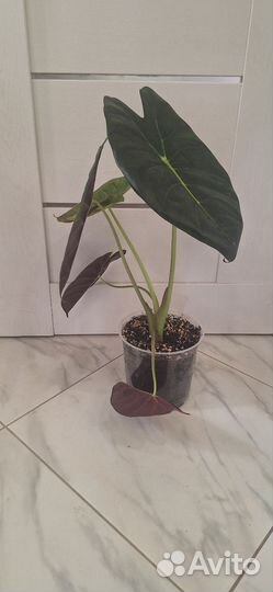 Алоказия Голден Бон (Золотая Кость)