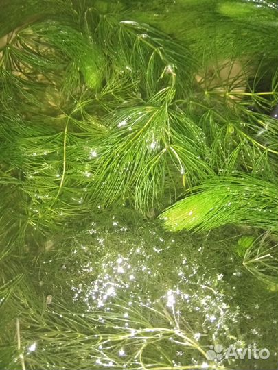 Аквариумные растения. Мох и роголистник