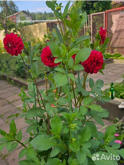 Корни георгини