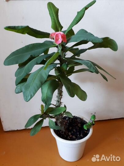 Молочай миля