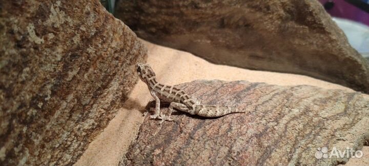 Гадюковый геккон