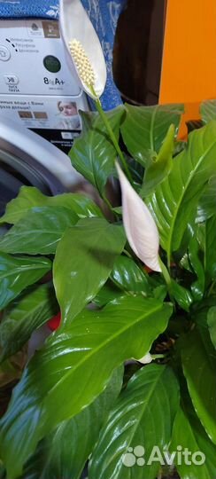 Цветок женское счастье