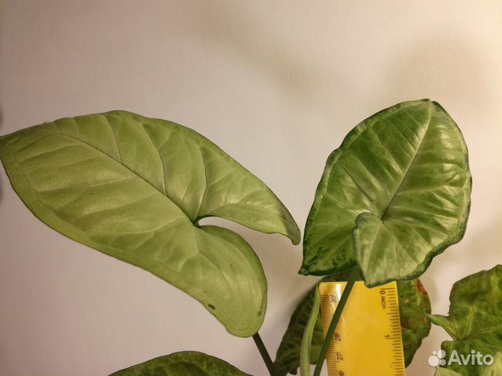 Сингониум, замиокулькас, сциндапсус