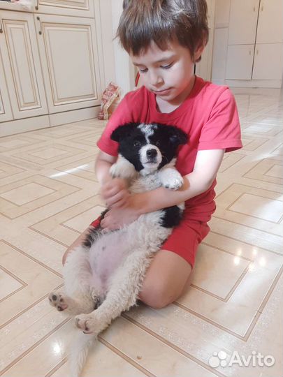 Щенки 2мес Почти Бордер-Колли)