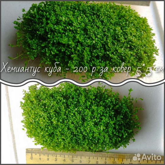 Хемиантус куба / жидкое удобрение