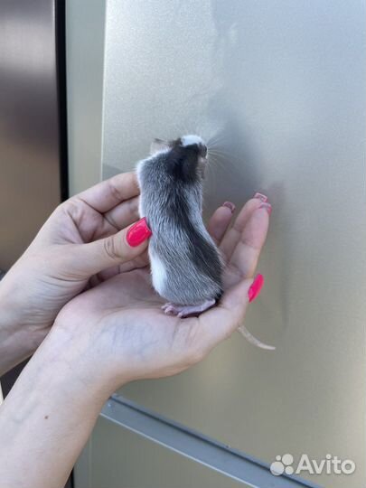 Крыса дамбо голубая норка