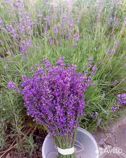 Лаванда узколистная Хидкот