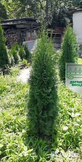 Туя Колумна