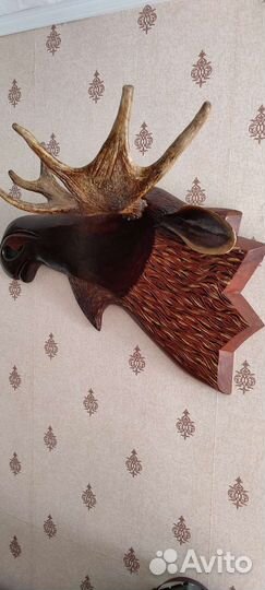 Продам рога лося