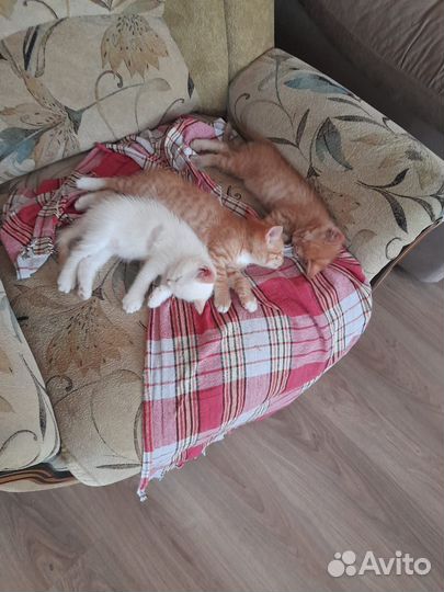 Котята мальчики 1,5 месяца