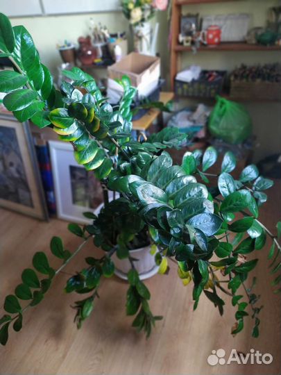 Замиокулькас