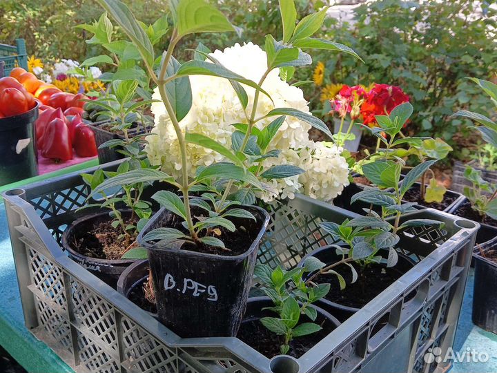 Гортензия метельчатая симс ред