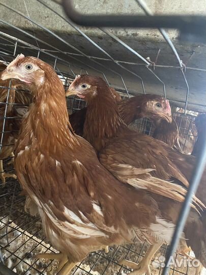 Куры молодки
