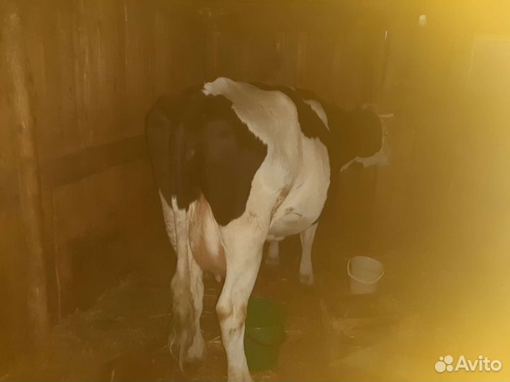 Корова дойная