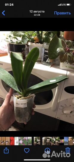 Орхидея Фаленопсис