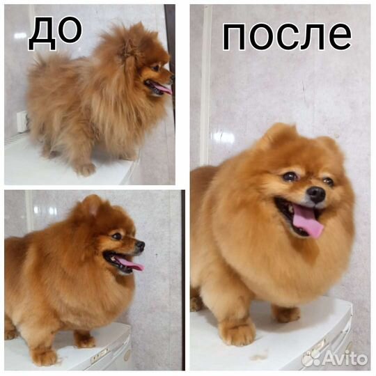 Груминг домашних животных. Стрижка собак,Тримминг