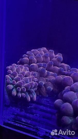 Актиния,Горгонария,палитоя Грандис, креветки Вишня
