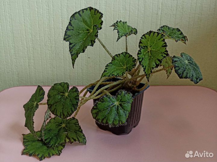 Бегония тигровая