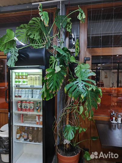 Офисные цветы