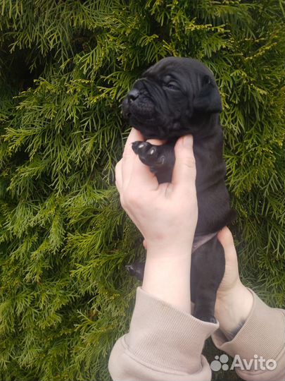 Щенки Питбуль-Прайтер