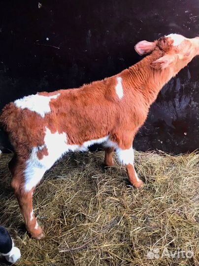 Телята с доставкой и выбором