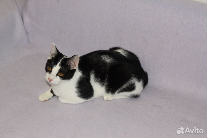 Котенок подросток ищет дом