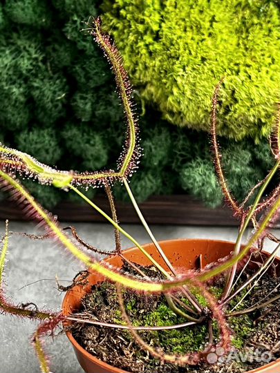 Росянка Бината Drosera Binata 9см