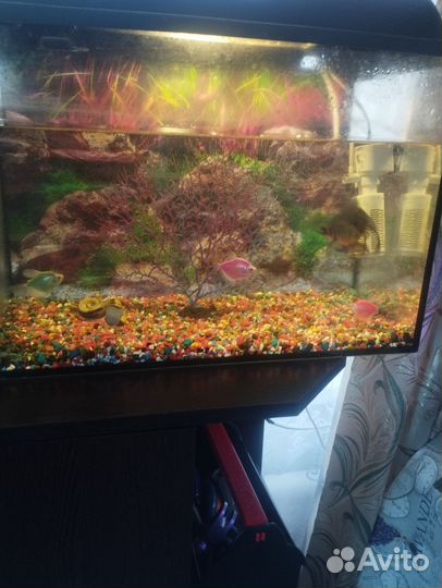 Аквариум с рыбками