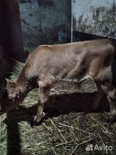 Джерсийский бычок