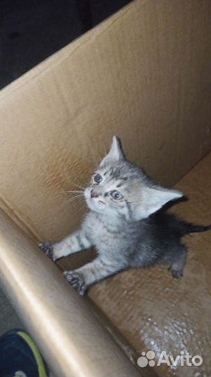 Котята в добрые руки бесплатно